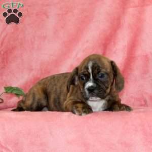 Pumpkin, Boston Terrier Mix Puppy